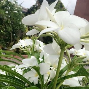 Meet your Posher, Moona